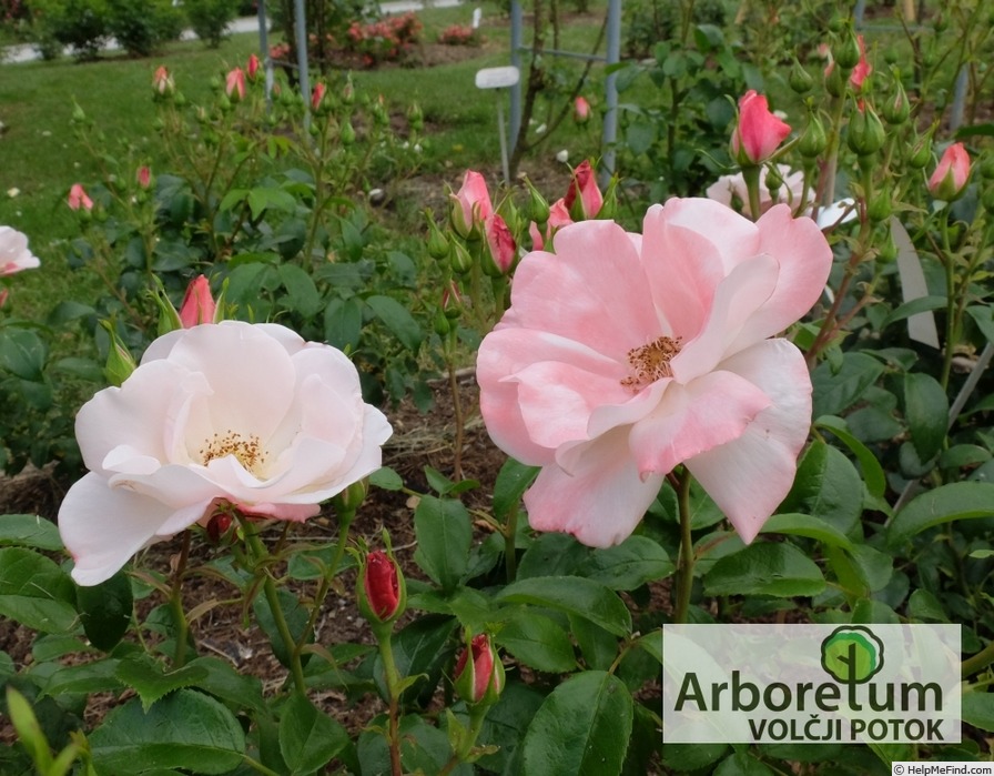 'Roseromantic ® (floribunda, Kordes, 2002/14)' rose photo