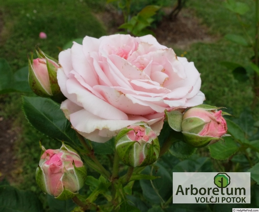 'KORglojaka' rose photo