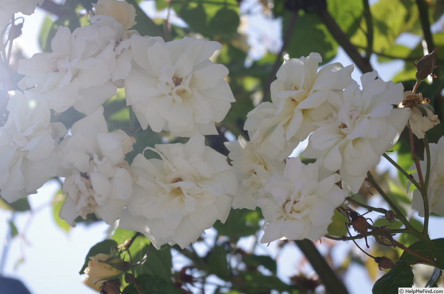 'Claire Jacquier' rose photo