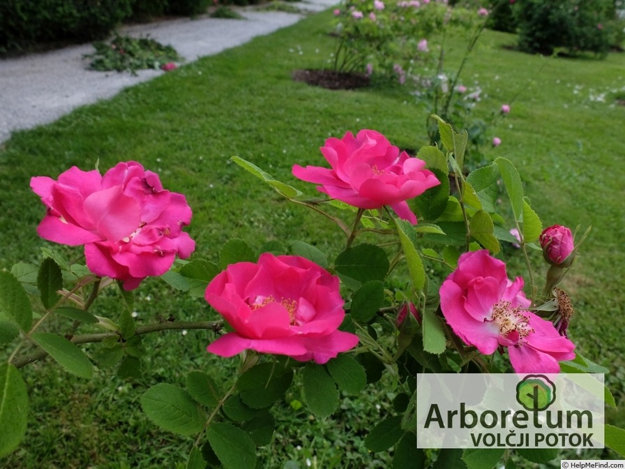 'Duchesse de Portland' rose photo