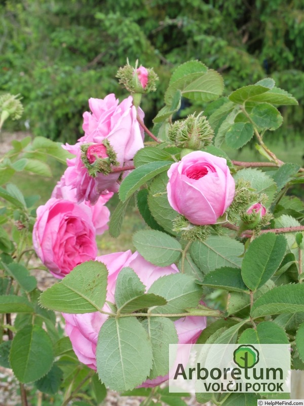 'Chapeau de Napoléon' rose photo