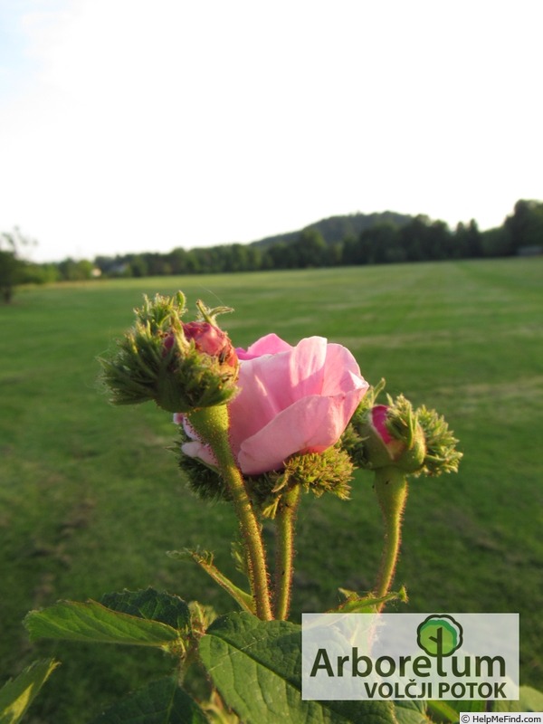 'Chapeau de Napoléon' rose photo