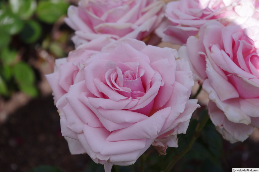 'HARvintage' rose photo