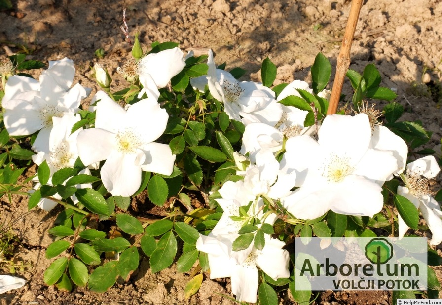 'Morden Snowbeauty' rose photo