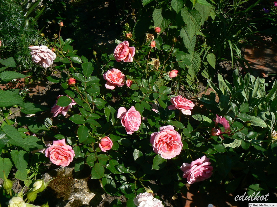 'Persian Mystery' rose photo