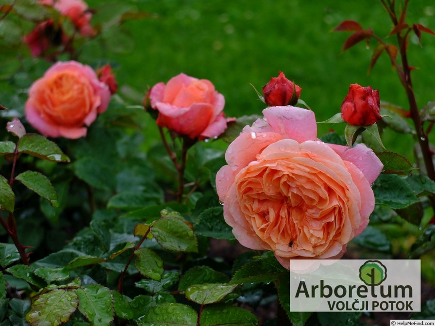 'Mary Ann ® (floribunda, Evers/Tantau, 2004/10)' rose photo