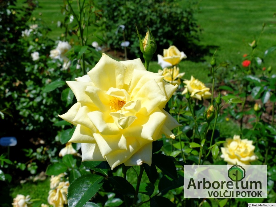 'KORpriwa' rose photo