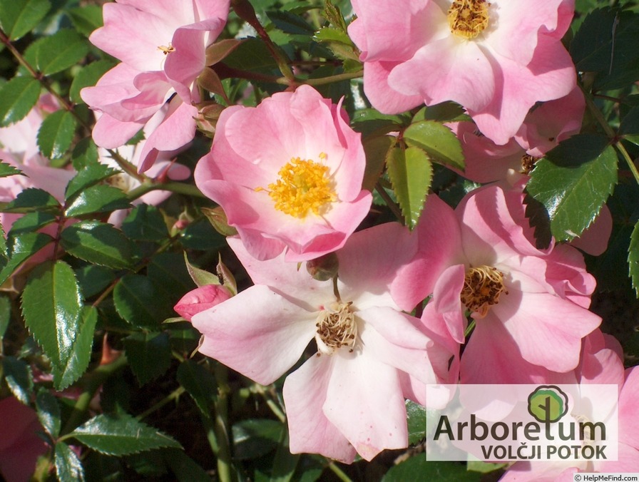 'Repandia ® (shrub, Kordes, 1982)' rose photo