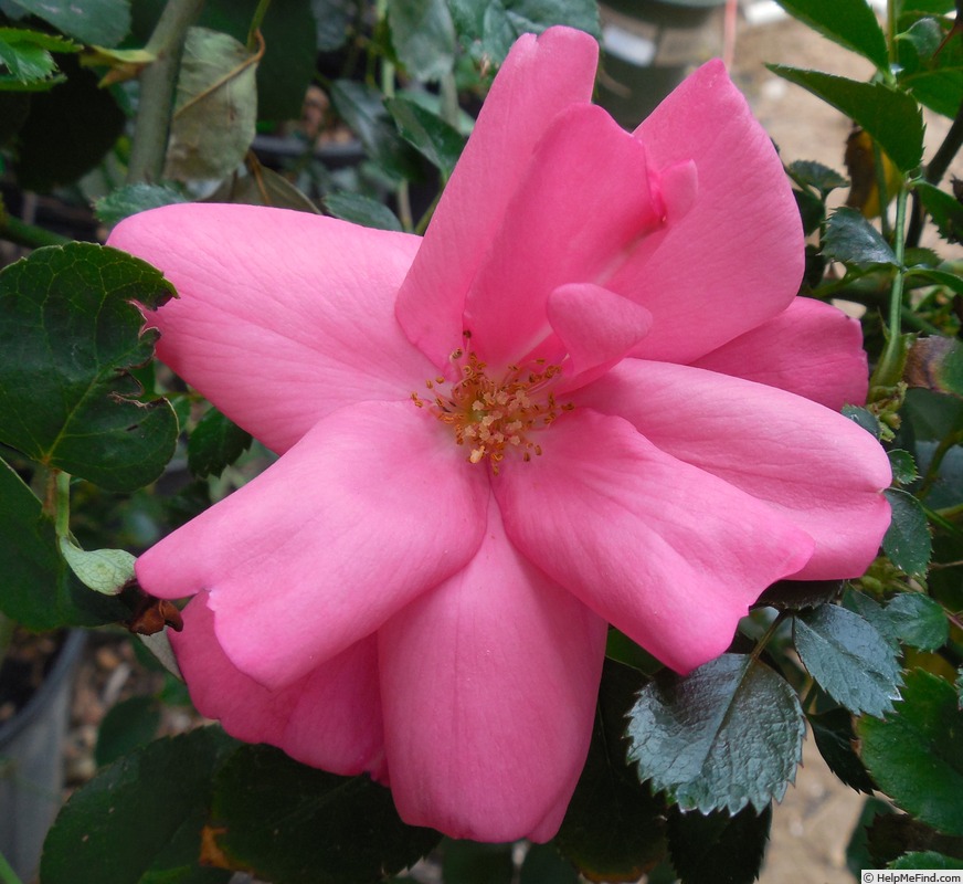 'Rosea (hybrid banksiae, Boursault, 1824)' rose photo