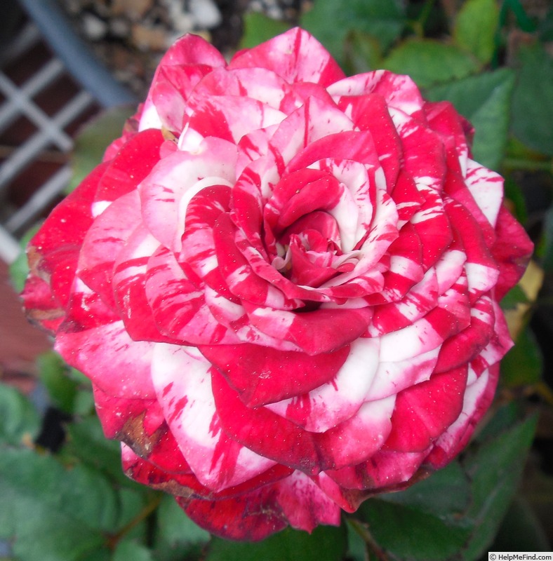 'Gigi™ (mini-flora, Olesen/Poulsen, 2011)' rose photo
