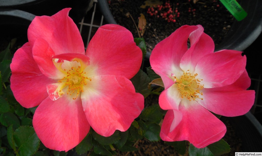 'Yabba Dabba Doo (shrub, Bedard before 2009)' rose photo