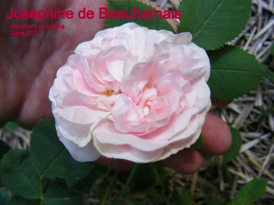 'Joséphine de Beauharnais (Alba, Vibert, 1823)' rose photo