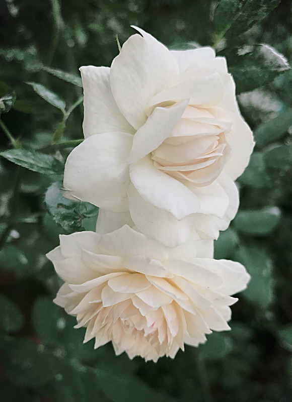 'Lapin' rose photo