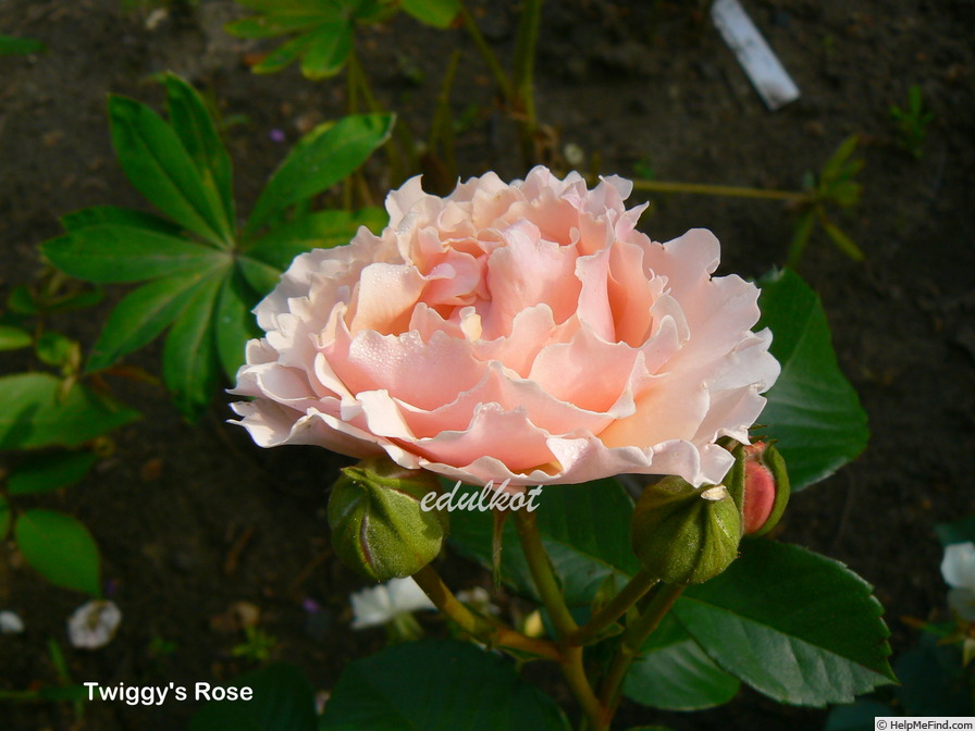 'Twiggy's Rose' rose photo