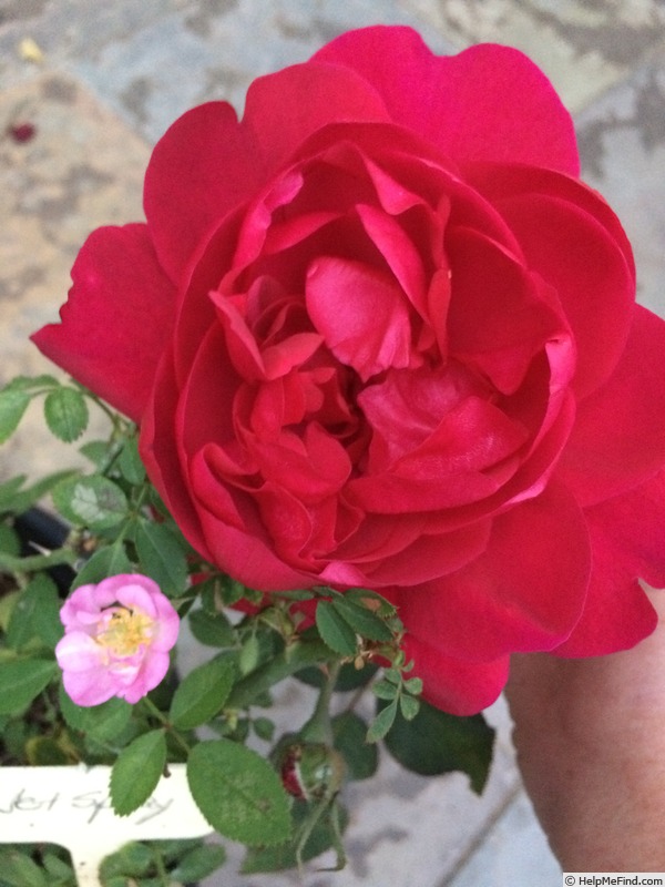 'Jet Spray' rose photo