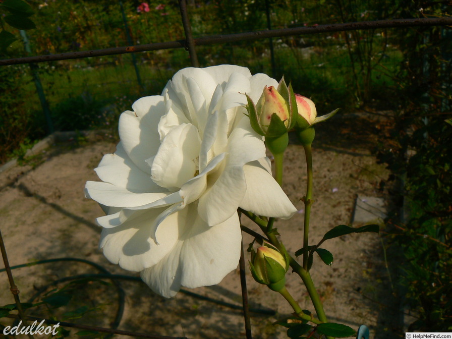 'White New Dawn' rose photo