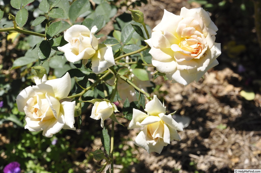 'Lemon Lace' rose photo