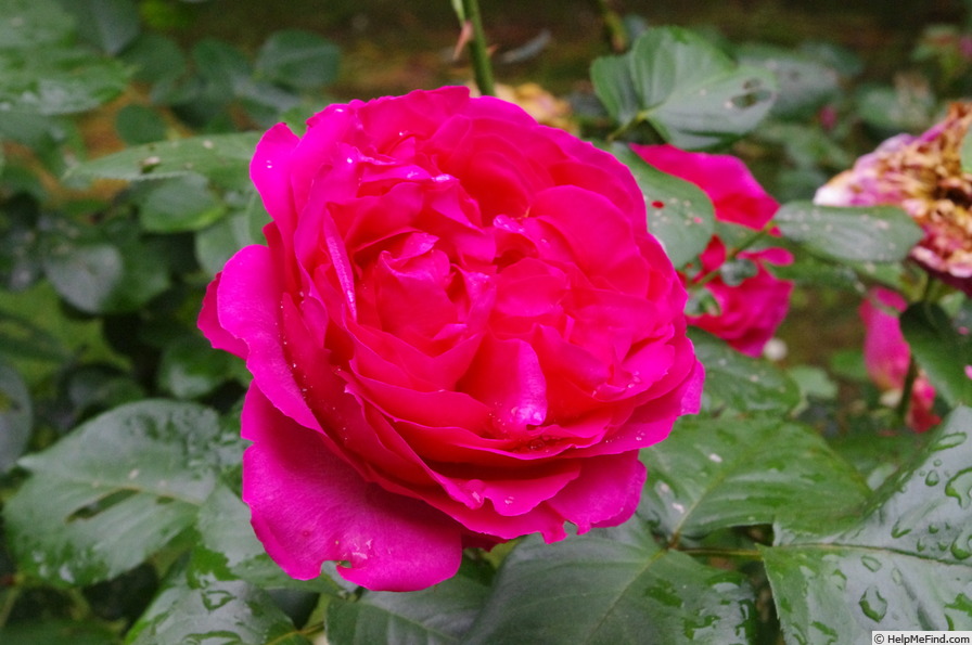 'Pink Traviata' rose photo