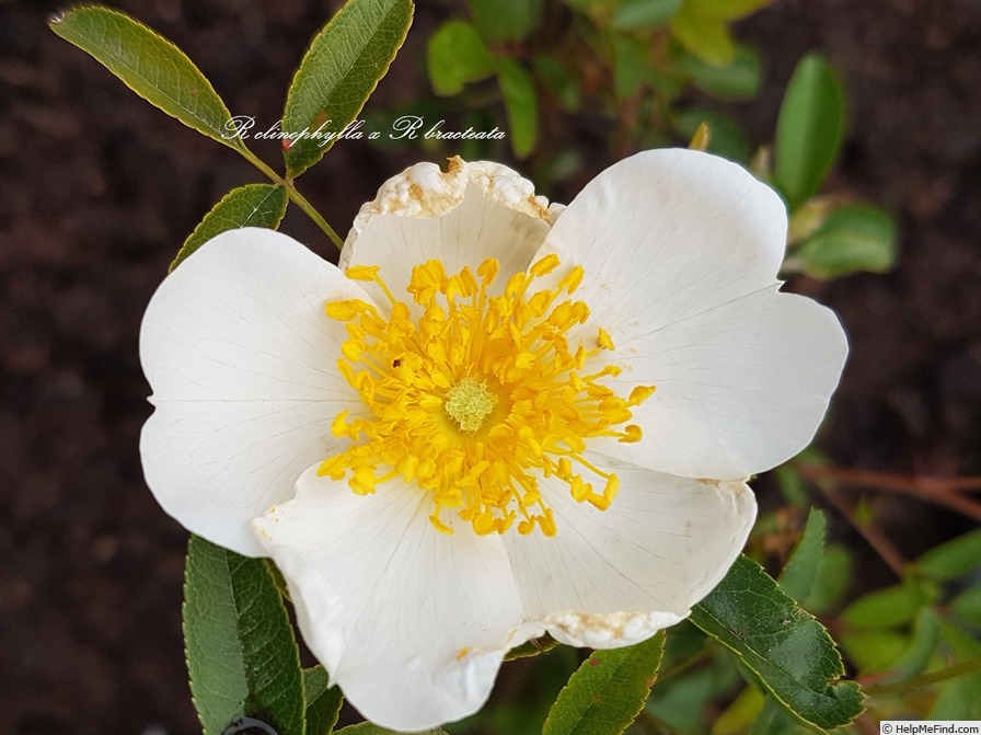'<i>Rosa clinophylla x Rosa bracteata</i>' rose photo