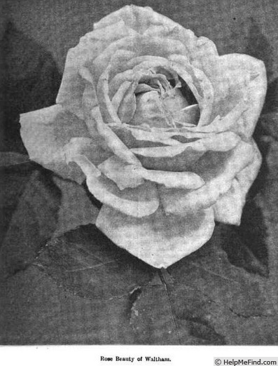 'Beauty of Waltham' rose photo