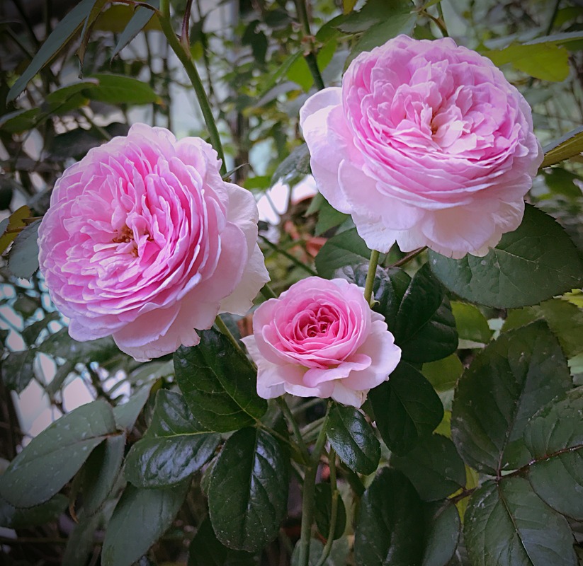 'Mon Coeur' rose photo