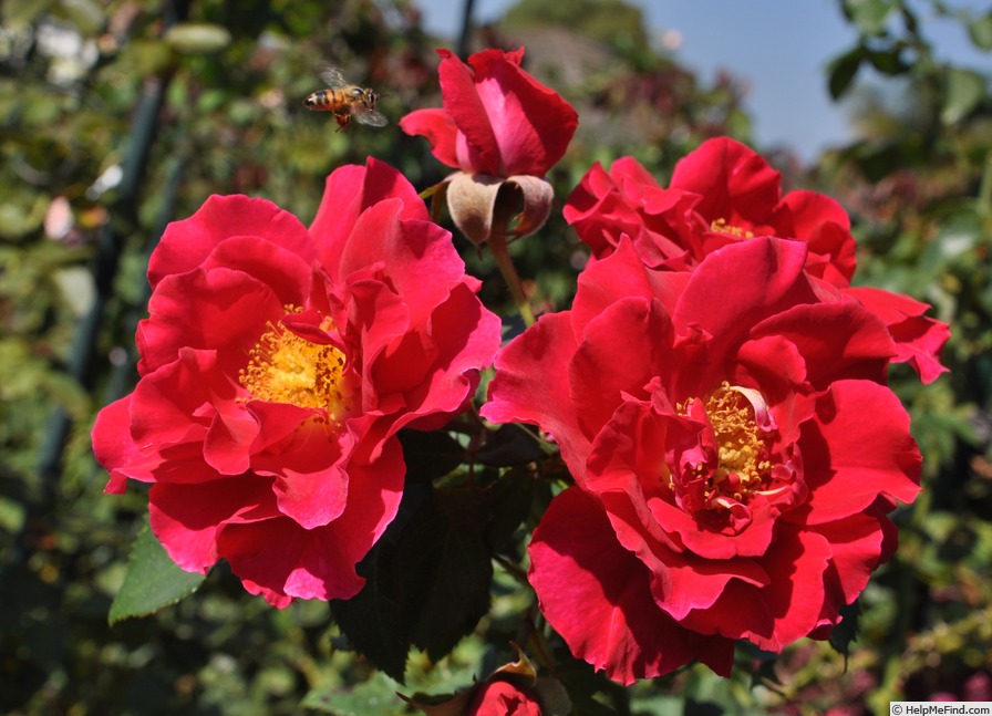 'Fran' rose photo