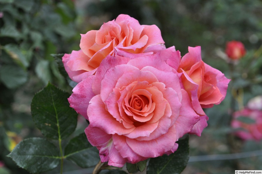 'Summer Lovin'' rose photo