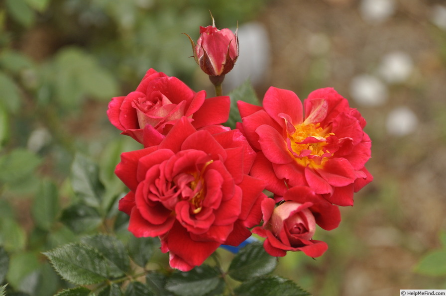'WALryan' rose photo