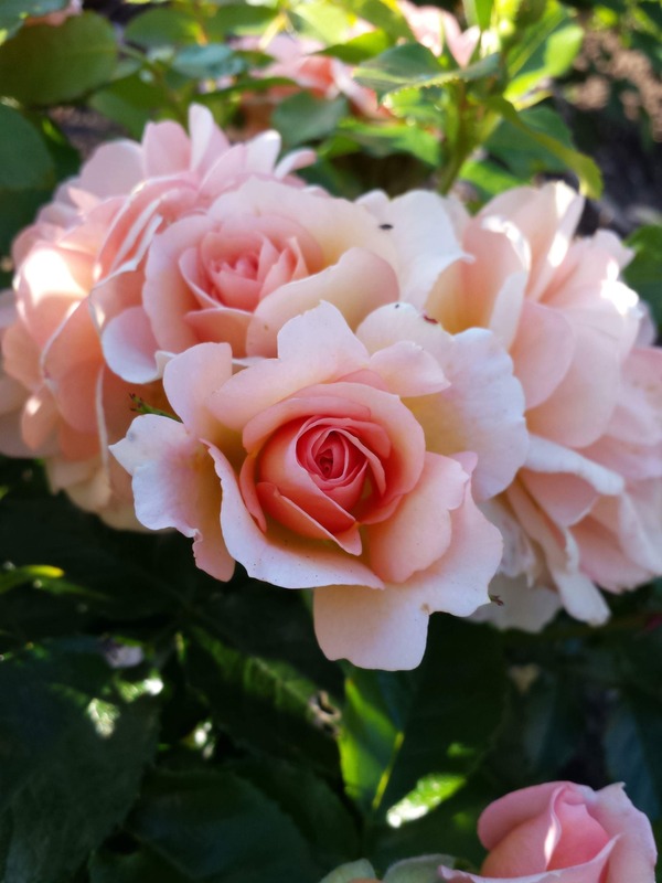 'Fiorella ® (floribunda, Meilland, 2014)' rose photo