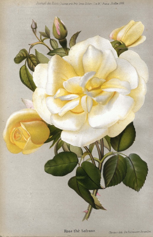 'Safrano (Tea, Beauregard, 1837)' rose photo