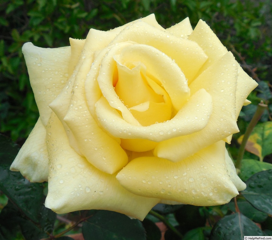 'Lanvin' rose photo