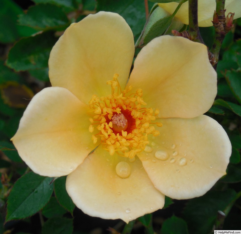 'Floranne' rose photo