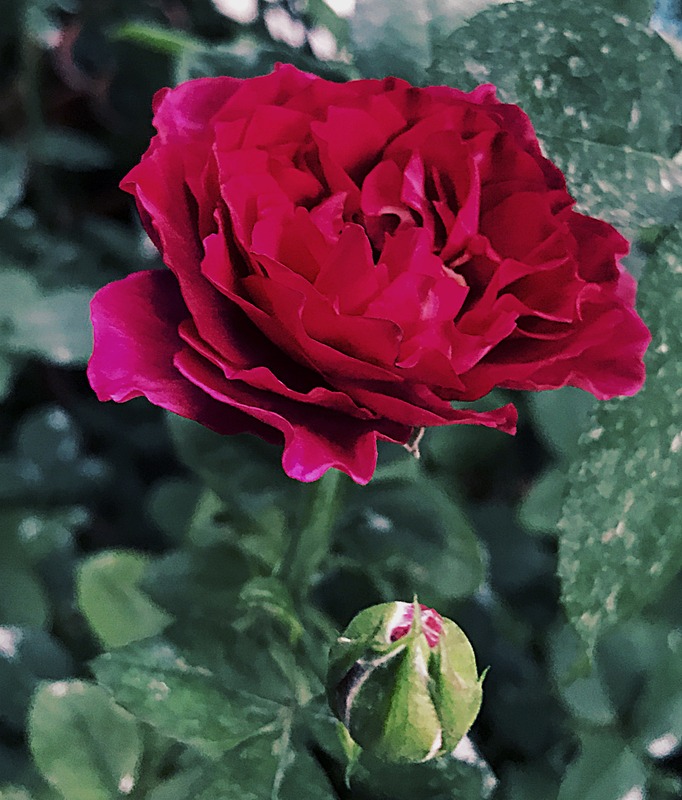 'Velvety Twilight' rose photo