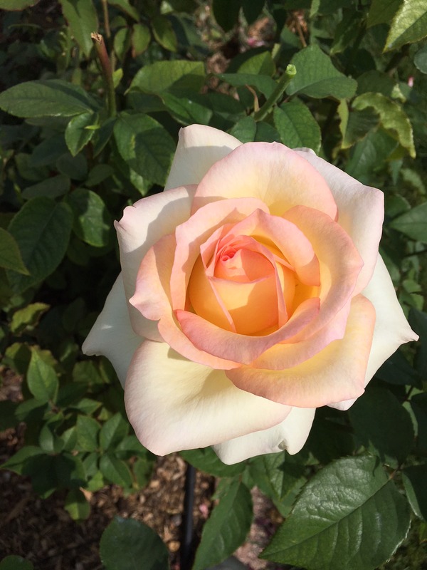 'Folkmagic' rose photo