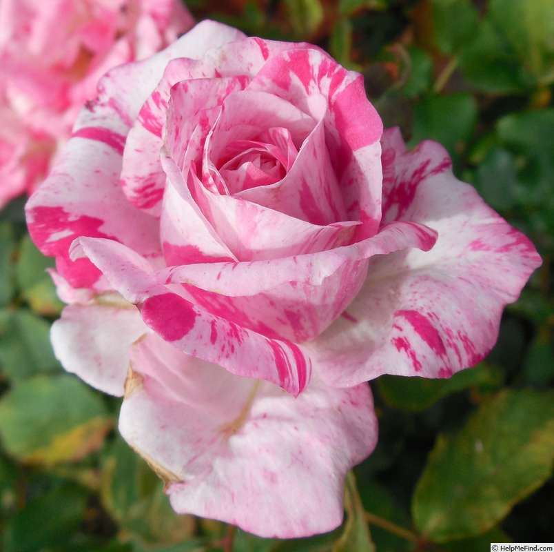 'Striped Queen Elizabeth' rose photo
