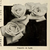 'Coquette de Lyon (tea, Ducher, 1870)' rose photo