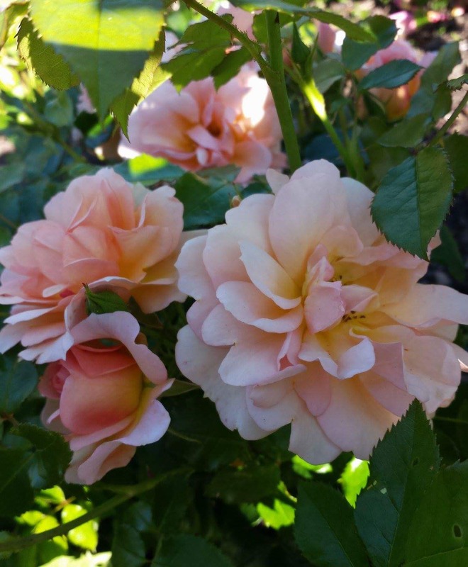 'Fiorella ® (floribunda, Meilland, 2014)' rose photo