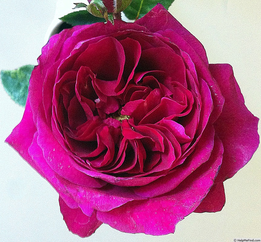 'Captain James Cook' rose photo