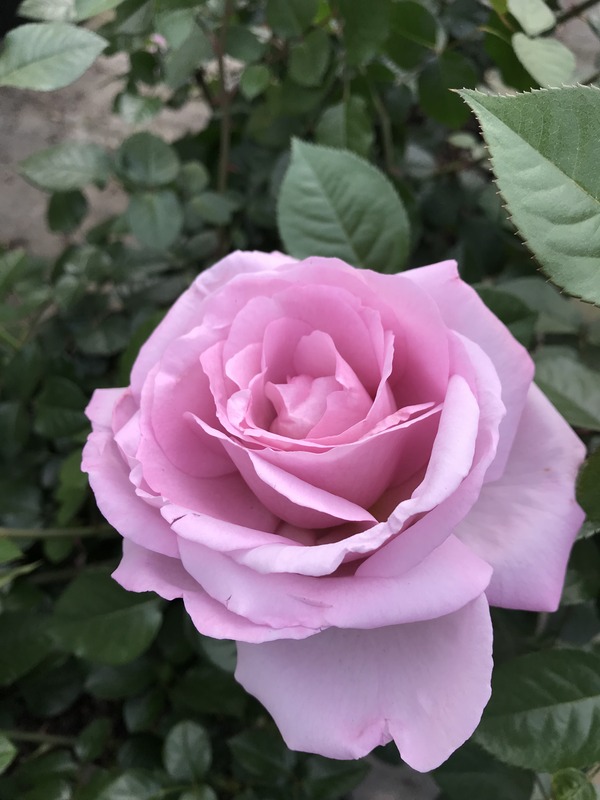 'Le Petit Prince' Rose Photo