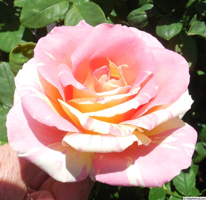 'Claude Monet ® (Hybrid Tea, Christensen, 1992)' rose photo