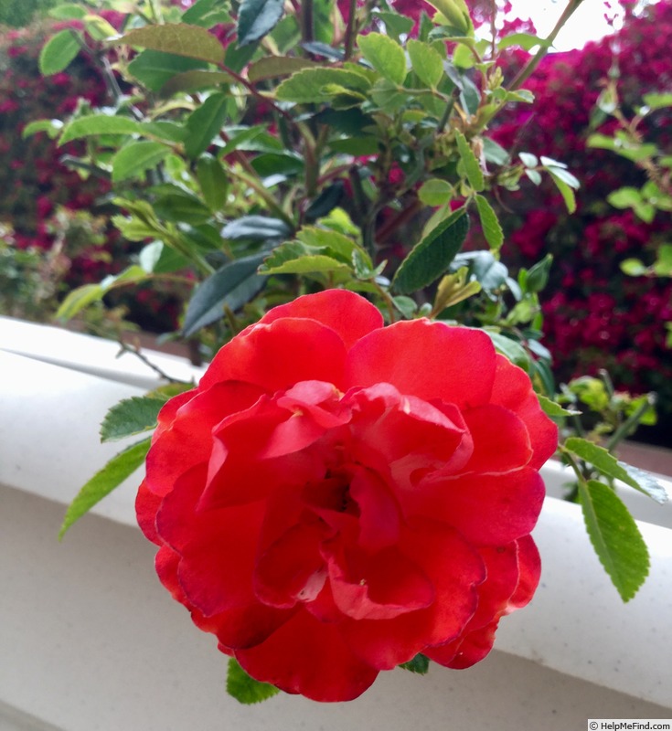 'Orange Morsdag' rose photo