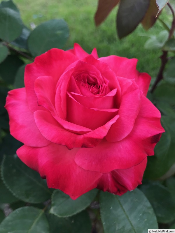 'Milestone' rose photo