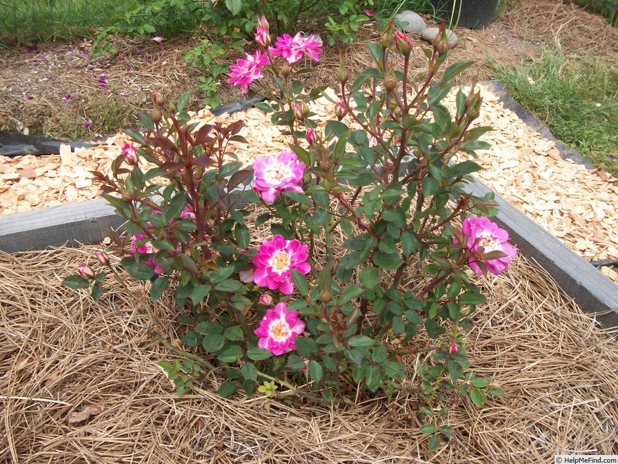 'Bonnie Lass' rose photo