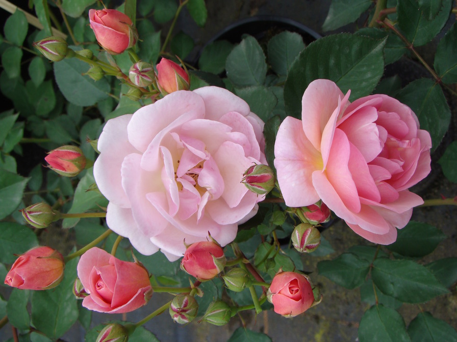 'Mamouche' rose photo