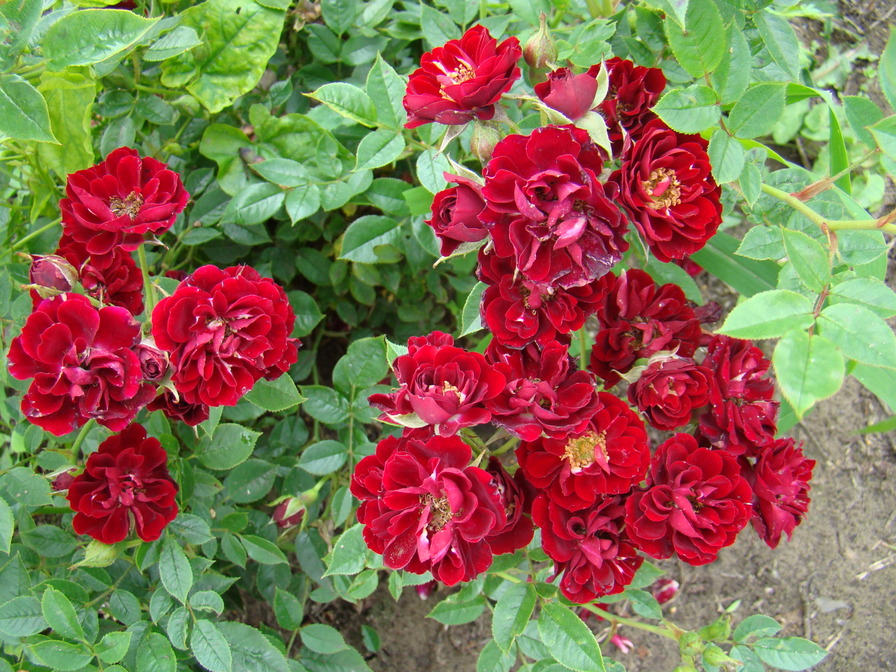 'Nina (shrub, Mehring, 2000)' rose photo