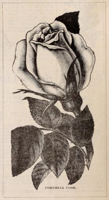 'Cornelia Cook' rose photo
