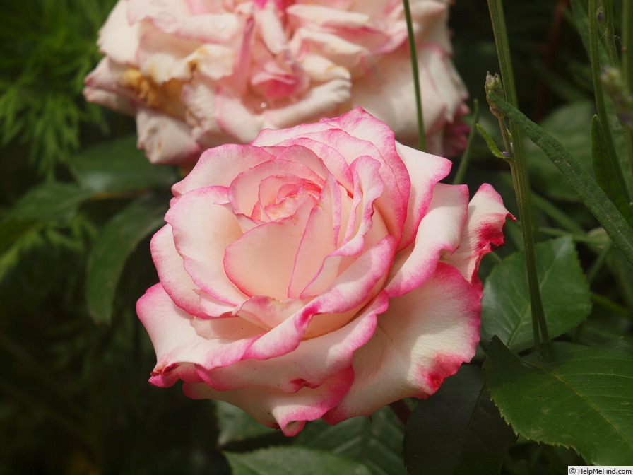 'Händel (Large Flowered Climber, McGredy 1960)' rose photo