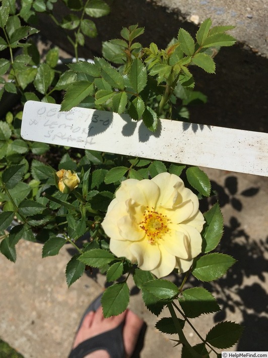 'OEPCLS' rose photo