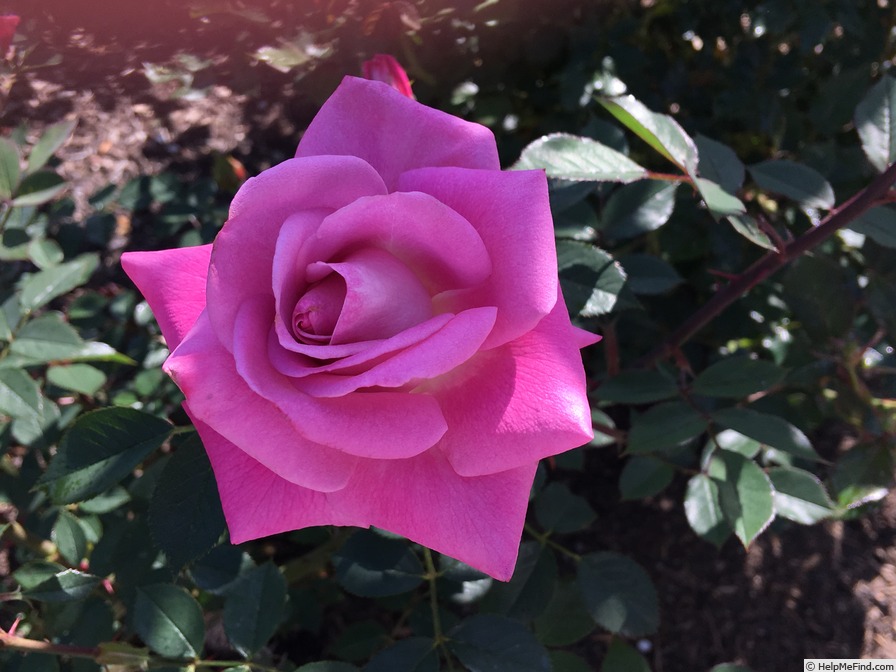 'Dr. Tommy Cairns' rose photo