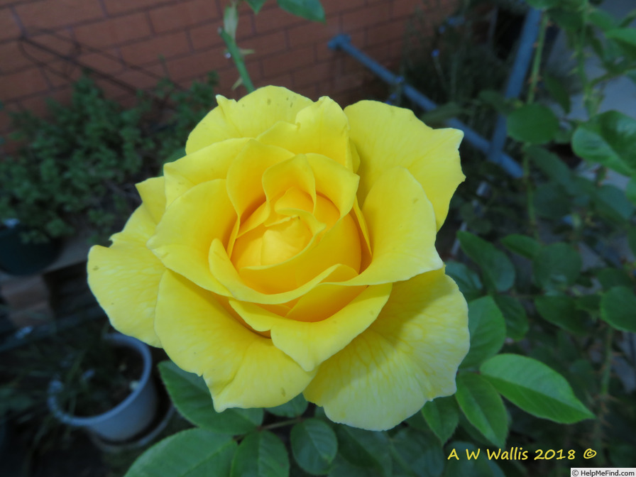 'SunnyBoy' rose photo